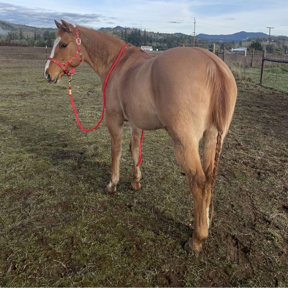 Meet your Posher, Irie - Picture 1 of 1